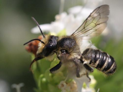 Réf. 209 698 : Megachile sp.